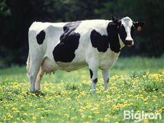 cow2.jpg