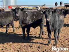 117-695-lb-angus-steers_c9852904b91b42199d282ee1f7bf7f71.jpg