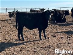 117) Angus Steers 695# (BID PER LBS) 